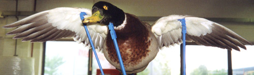 commercials-lottery-1